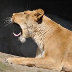 diet for chronic fatigue