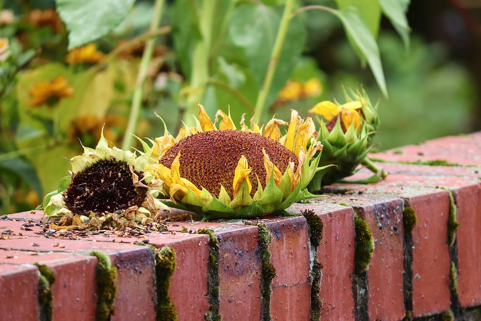 nutrition for recovery